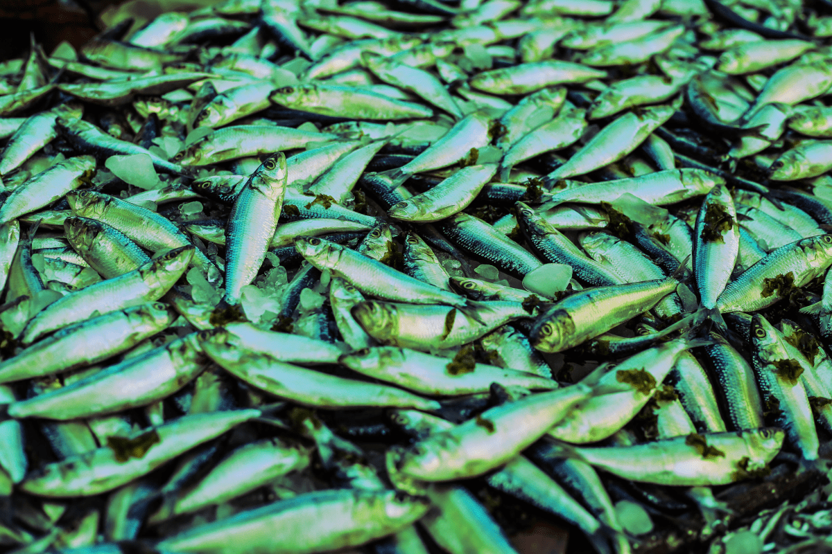 Reblog: Green Herring: How to Camouflage a Villain in a Mystery Novel — Dimitri&nbsp;Vorontzov